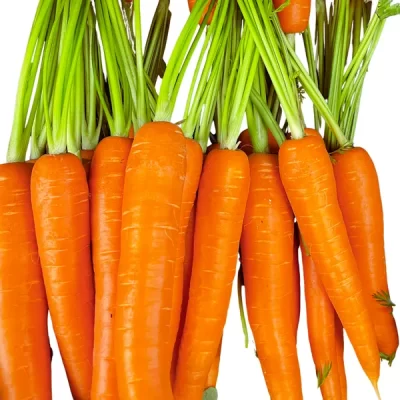 carote-a-mazzi
