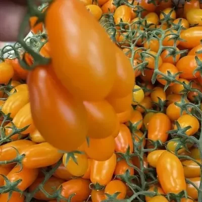 pomodoro-datterino-giallo